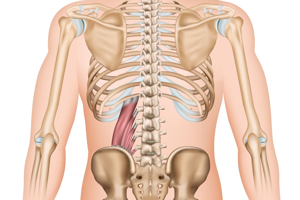 quadratus lumborum